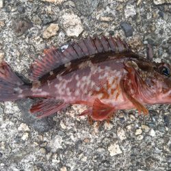 先週のリベンジ